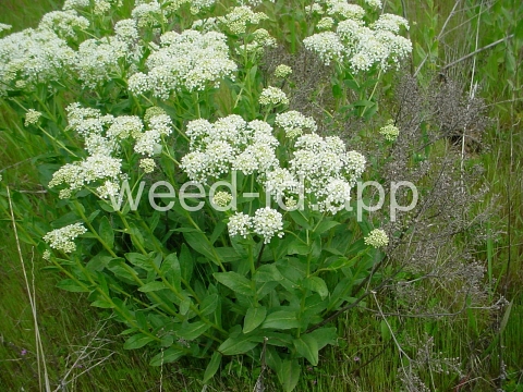 cress, hoary
